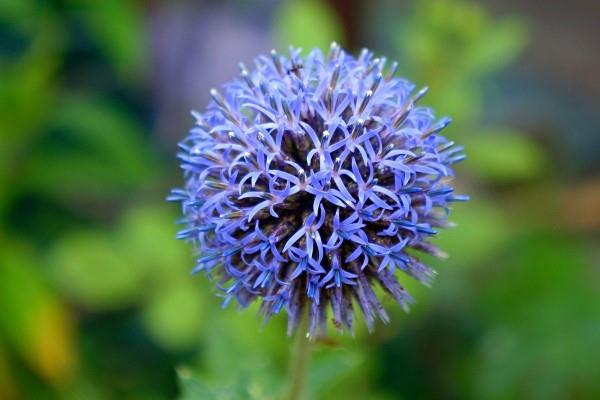Μπλε ανοιξιάτικα λουλούδια σε γλάστρες και στον κήπο - υπέροχα είδη και συμβουλές φροντίδας μπλε γαϊδουράγκαθο χαριτωμένο