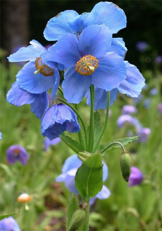Μπλε ανοιξιάτικα λουλούδια σε γλάστρες και στον κήπο - υπέροχα είδη και συμβουλές φροντίδας μπλε παπαρούνας Θιβέτ