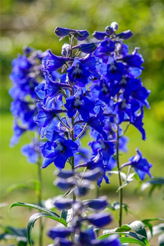 Μπλε ανοιξιάτικα λουλούδια σε γλάστρες και στον κήπο - υπέροχα είδη και συμβουλές φροντίδας delphinium delphinium