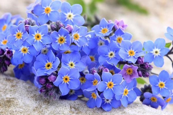Μπλε ανοιξιάτικα λουλούδια σε γλάστρες και στον κήπο-υπέροχα είδη και συμβουλές φροντίδας όμορφα μπλε ξεχασμένα λουλούδια