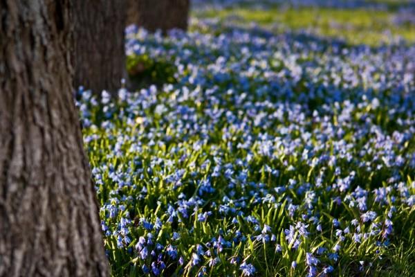 Μπλε ανοιξιάτικα λουλούδια σε γλάστρες και στον κήπο - υπέροχα είδη και συμβουλές φροντίδας Siberian squill Scilla siberica