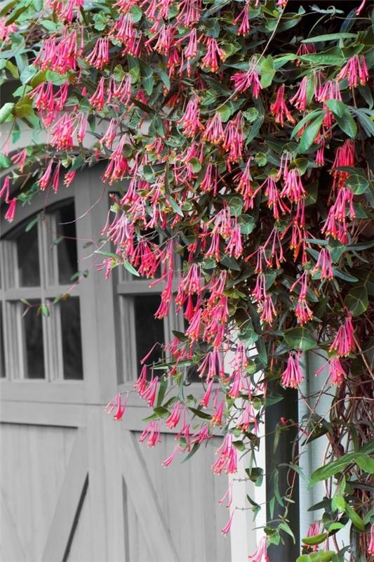 Λουλούδια ροζ έως βιολετί House πρόσοψη υπέροχο άρωμα