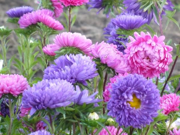 Λουλούδι του μήνα που γεννηθήκατε Asters στον κήπο όμορφα διαμορφωμένα πολύχρωμα λουλούδια τυπικά του Σεπτεμβρίου
