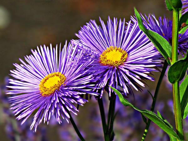 Λουλούδι του μήνα της γέννησής σας Asters σε λεπτό μπλε, λεπτά λουλούδια εντυπωσιακά