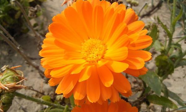 Λουλούδι του μήνα γέννησής σας κατιφέδες πορτοκαλί λουλούδια σύμβολο θερμής αγάπης ρομαντικές σκέψεις