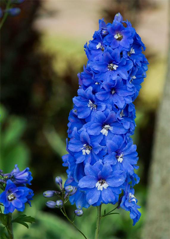 Λουλούδι του μήνα γέννησής σας delphinium blue λουλούδια Κομψότητα χαρακτηριστική για όσους γεννήθηκαν τον Ιούλιο