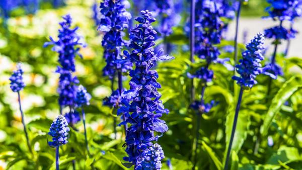 Λουλούδι του μήνα γέννησής σας delphinium blue blossoms κόσμημα για τον κήπο