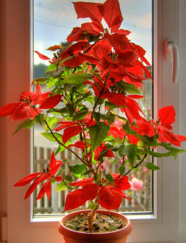 Λουλούδι του μήνα της γέννησής σας Σύμβολο Poinsettia για το