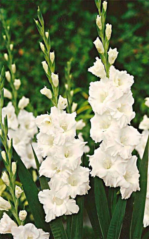 Λουλούδι του μήνα γέννησής σας λευκό γλαδιόλα στον κήπο φυσική χάρη σύμβολο δύναμης