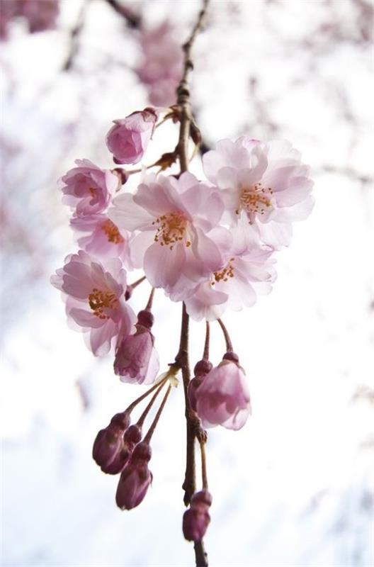 Λουλούδια που σημαίνουν Feng Shui ανθίζοντας κερασιά κλάδος τελειότητα της φύσης