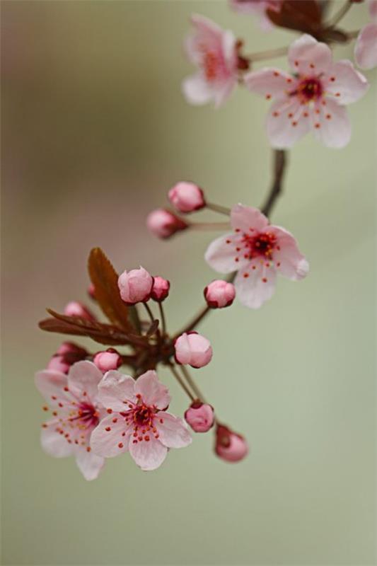 Λουλούδια που σημαίνουν Φενγκ Σούι