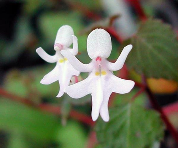 Τα ζώα τύπου λουλουδιών φαίνονται γυναικεία λευκό φόρεμα
