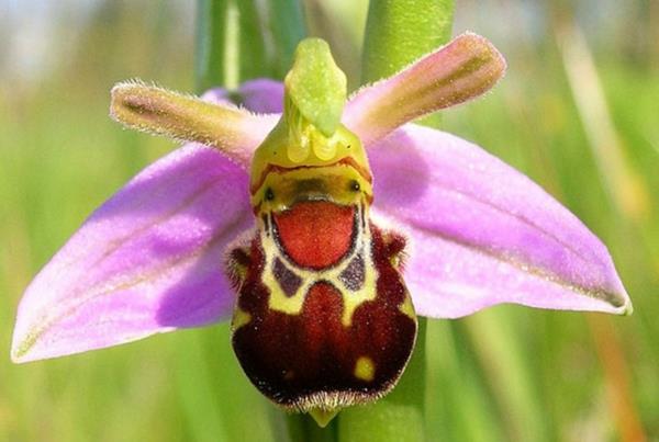 Τα είδη των λουλουδιών πετούν ζώα μοιάζουν με μέλισσα που γελάει