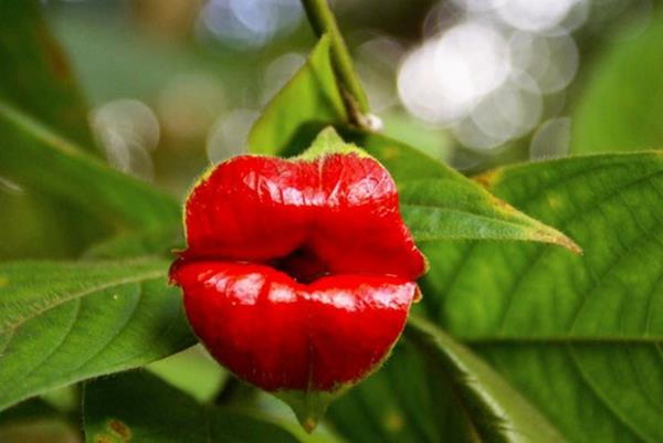 Τα ζώα τύπου λουλουδιών φαίνονται κυρίες κόκκινα χείλη κραγιόν