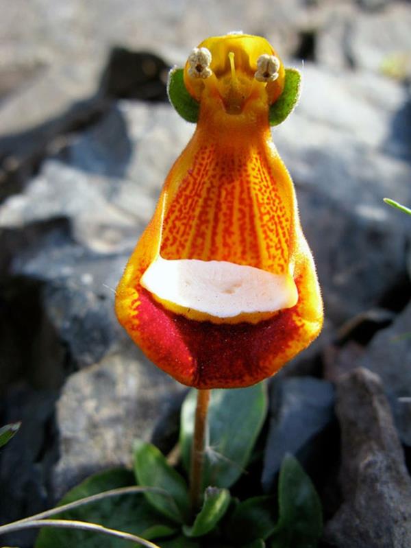 Ζώα τύπου λουλουδιών αστεία εξωγήινα φυτά