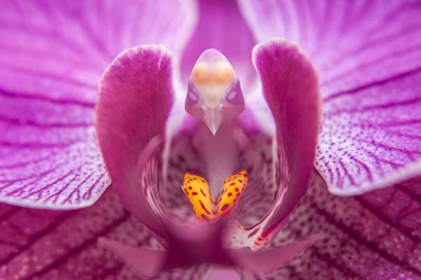 Τύποι λουλουδιών ζώα μοιάζουν με ροζ πουλί
