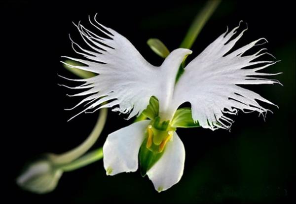 Λουλούδια λευκά ζώα φαίνονται αισθητικά φυσικά