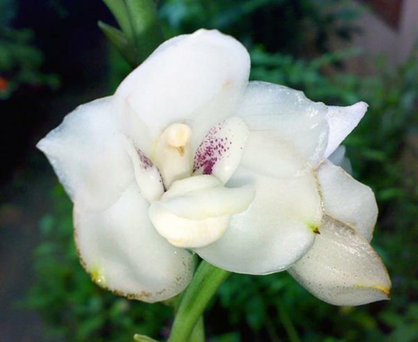Τύποι λουλουδιών Τα ζώα μοιάζουν με λευκά λουλούδια