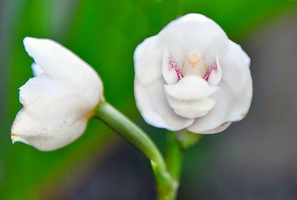 Λουλούδια ζώα λευκά περιστέρια παραμύθι