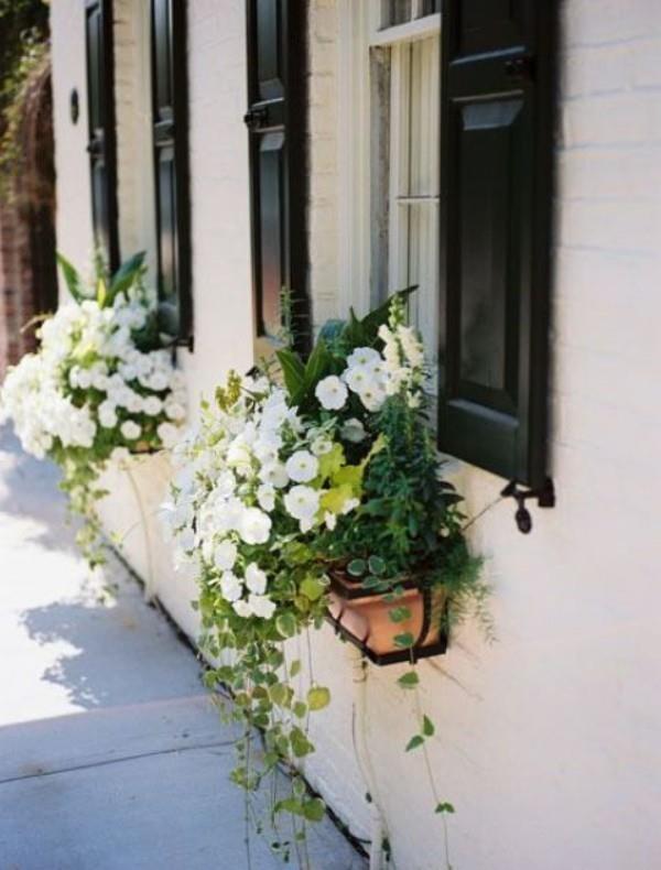 Κουτί λουλουδιών στο παράθυρο λευκές πετούνιες πολύ πράσινο
