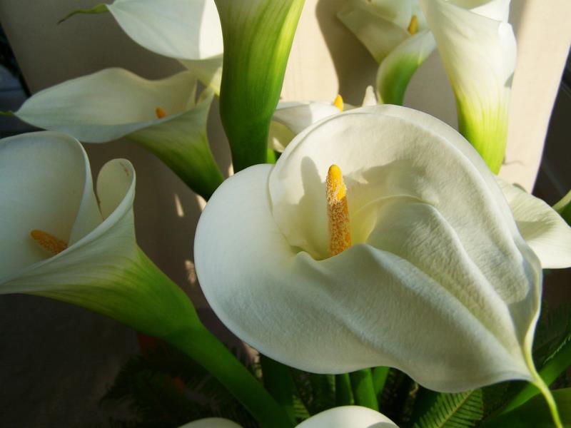 Γλώσσα λουλουδιών Η Κάλλας ευαίσθητα λουλούδια σε λευκό εκφράζουν βαθιά συναισθήματα