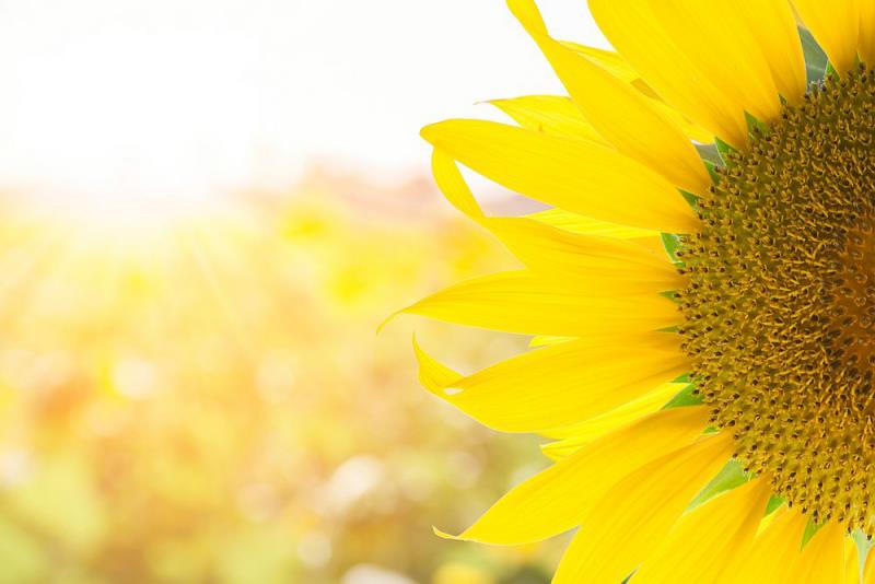 Η γλώσσα των λουλουδιών κορεσμένη κίτρινη ηλίανθος συμβολίζει τη ζεστασιά