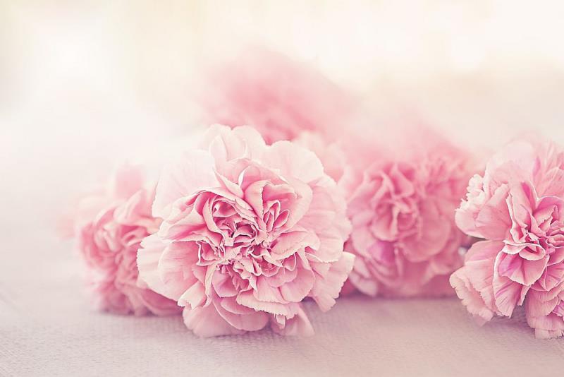Τα ροζ γαρύφαλλα στη γλώσσα των λουλουδιών εκφράζουν τρυφερά συναισθήματα αγάπης