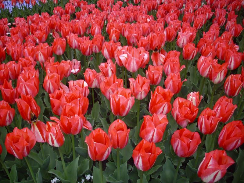 Οι κόκκινες τουλίπες με λουλούδια κάνουν μια ισχυρή δήλωση αγάπης