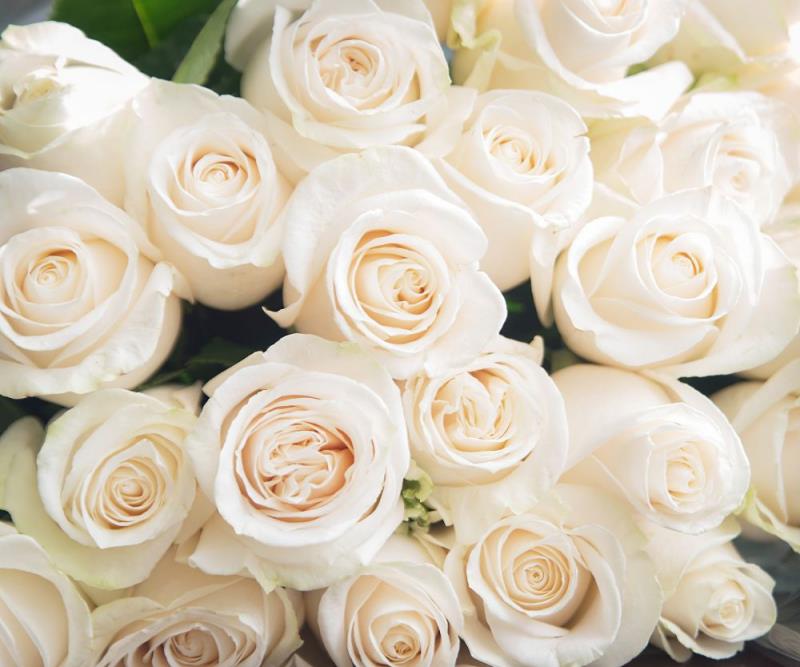 Γλώσσα λουλουδιών λευκά τριαντάφυλλα σύμβολο αθωότητας και πίστης