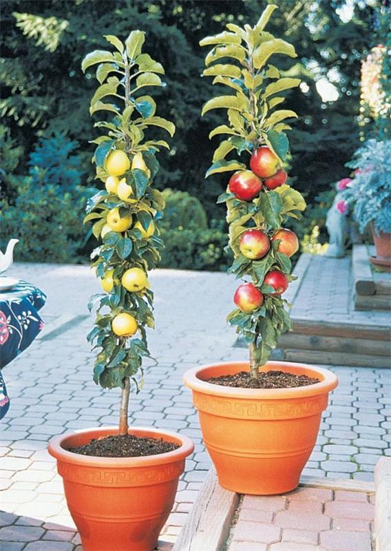 Ιδέες για γλάστρα - φυτέψτε μια όμορφη μηλιά