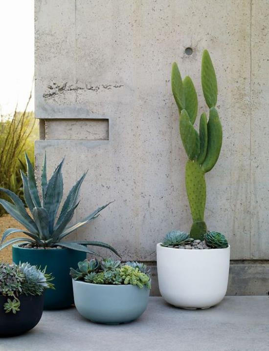 Γλάστρες και ζαρντινιέρες μπροστά από έναν γκρίζο τσιμεντένιο τοίχο φυτεμένους με παχύφυτα, εξωτικό άγγιγμα