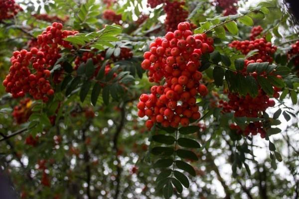 Το Rowanberry μειώνει την αρτηριακή πίεση - υπέροχο