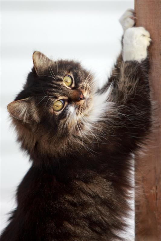 Δάπεδα από μασίφ ξύλο κατοικίδια ζώα χαριτωμένη χαριτωμένη γάτα