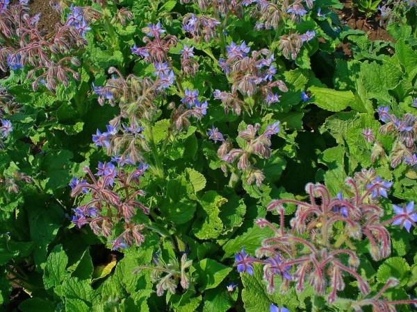 Borago officinalis μπλε χρώμα τάσεις κήπου