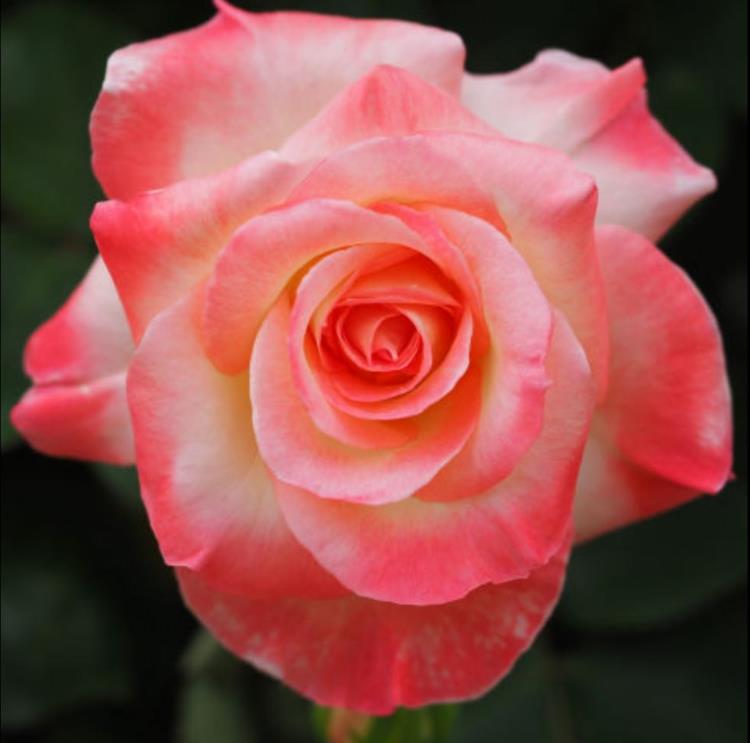 Βοτανικό όνομα Diana Princess of Wales Rose