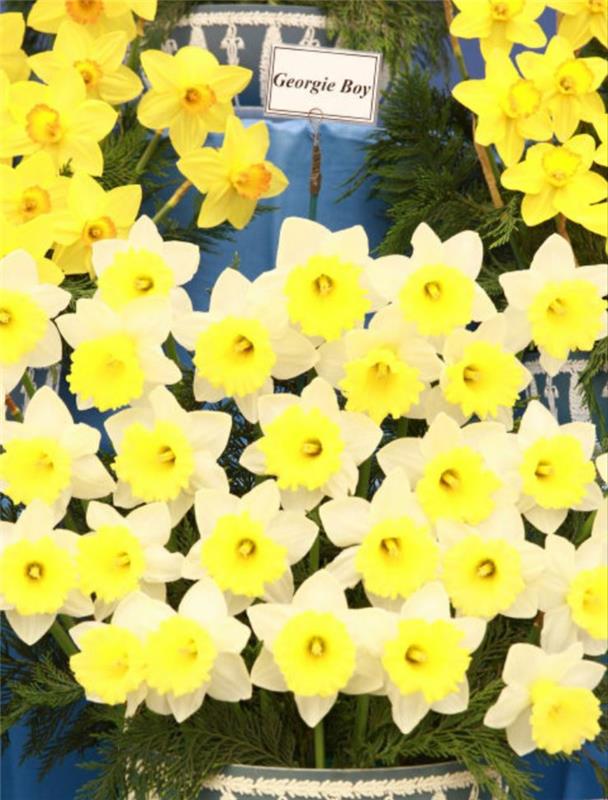 Βοτανικό όνομα Georgie Boy Daffodil