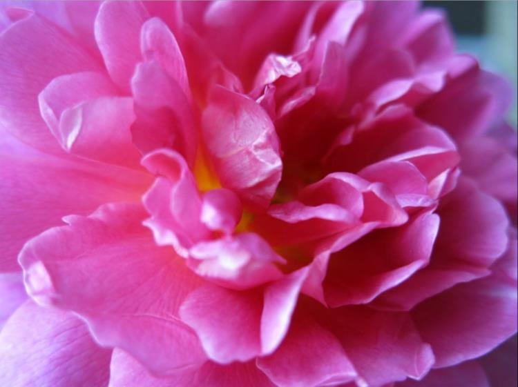 Βοτανικό όνομα Princess Anne Rose
