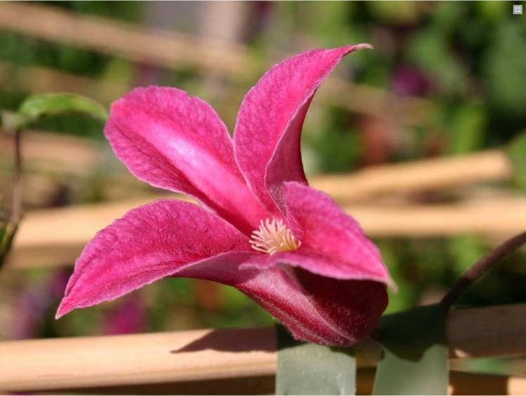 Βοτανικό όνομα Princess Diana Clematis