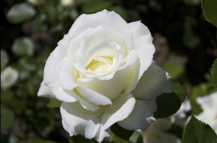 Βοτανικό όνομα Princess of Wales Rose