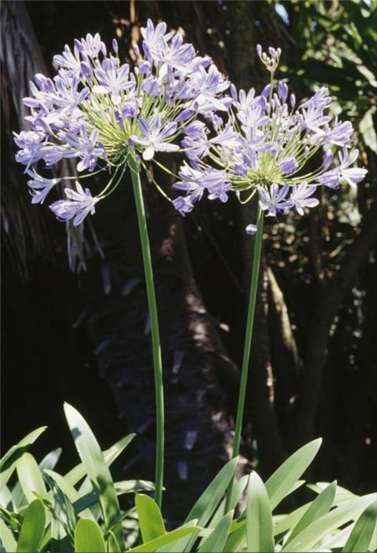Βοτανικό όνομα Βασίλισσα μαμά Agapanthus