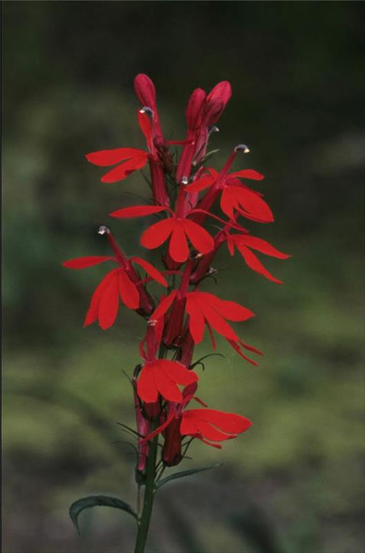 Βοτανικό όνομα Queen Victoria Lobelia