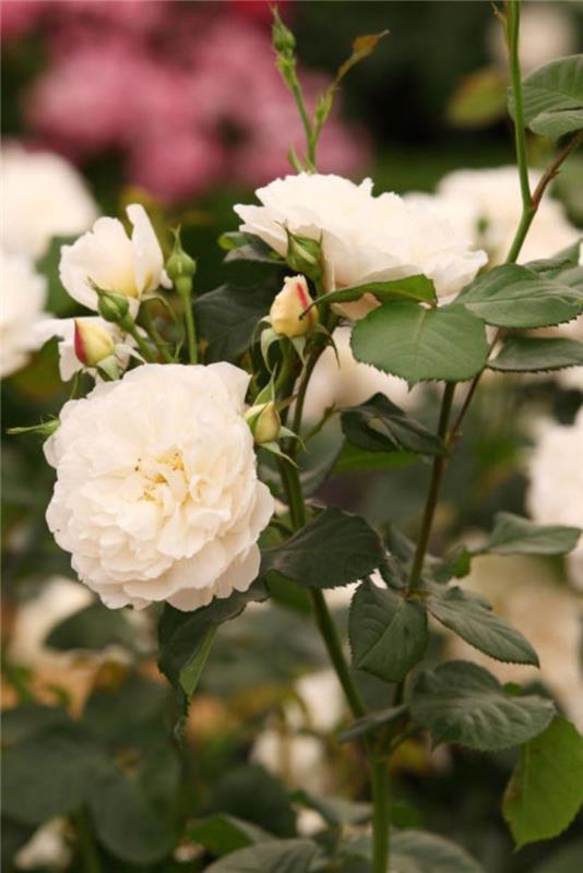 Βοτανικά ονόματα William και Catherine Rose