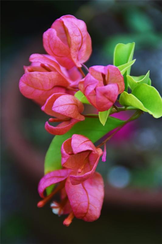 Συμβουλές φροντίδας Bougainvillea και γεγονότα που αξίζει να γνωρίζετε για τον καλοκαιρινό κήπο με τα τριπλά λουλούδια