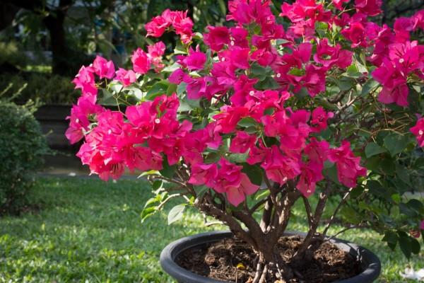 Συμβουλές φροντίδας Bougainvillea και ενδιαφέροντα στοιχεία για το μπονσάι τριπλού λουλουδιού σε γλάστρες