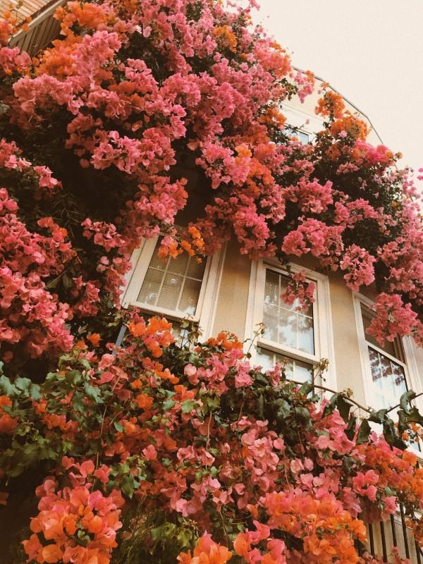 Συμβουλές φροντίδας Bougainvillea και πράγματα που αξίζει να γνωρίζετε για την οθόνη απορρήτου της τριπλής κρέμας λουλουδιών πορτοκαλιού λουλουδιών