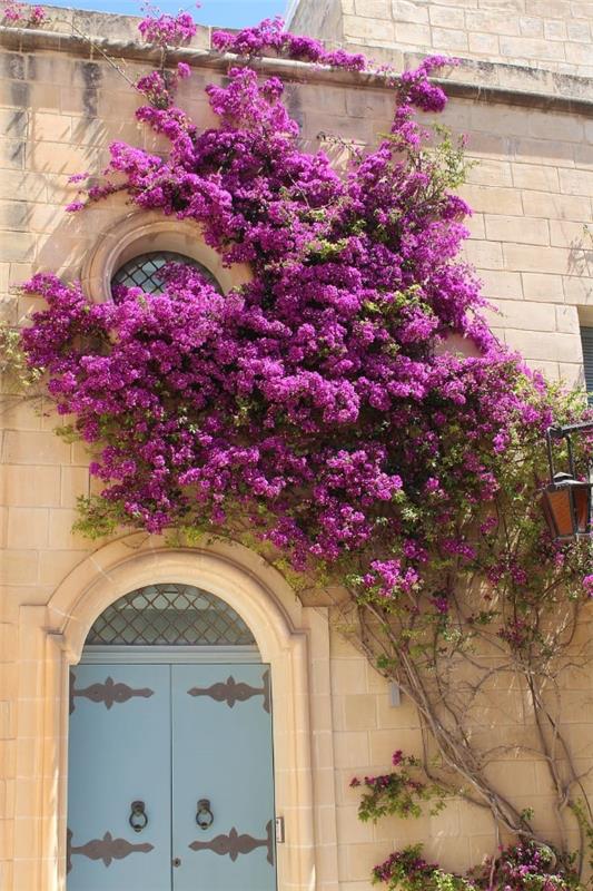 Συμβουλές φροντίδας Bougainvillea και ενδιαφέροντα στοιχεία για τον τριπλό ορειβάτη λουλουδιών ευαίσθητο στο χειμώνα