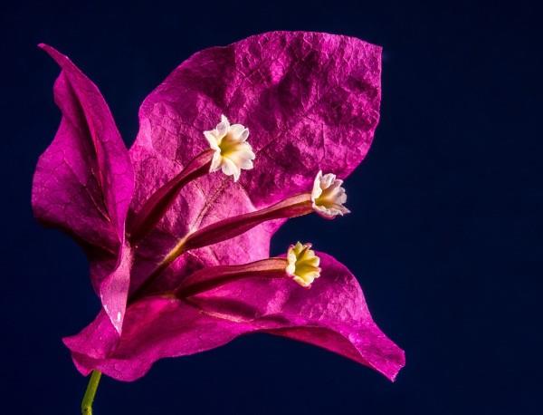 Συμβουλές φροντίδας Bougainvillea και ενδιαφέροντα γεγονότα για το κοντινό πλάνο του τριπλού λουλουδιού μωβ άνθος