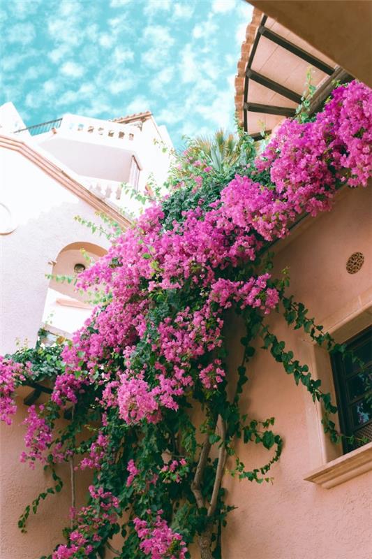 Συμβουλές φροντίδας Bougainvillea και ενδιαφέροντα γεγονότα για το τρίδυμο λουλούδι λιλά ιδιωτικό λουλούδι