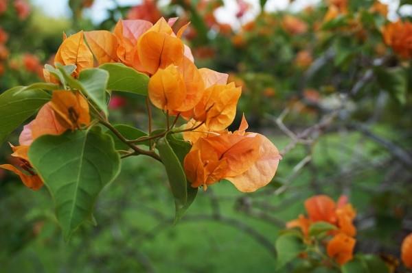Συμβουλές φροντίδας Bougainvillea και πράγματα που αξίζει να γνωρίζετε για τον τριπλό λουλούδι πορτοκαλί ανθισμένο κήπο