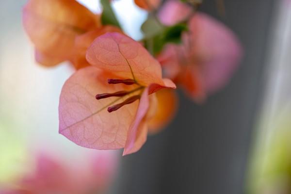 Συμβουλές φροντίδας Bougainvillea και ενδιαφέροντα γεγονότα για το χρώμα του ροδάκινου τριπλού λουλουδιού όμορφο